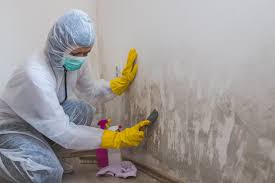 Best Basement Mold Removal  in Frankfort Square, IL